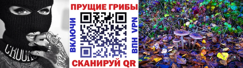 наркота  Верея  Псилоцибиновые грибы мицелий 